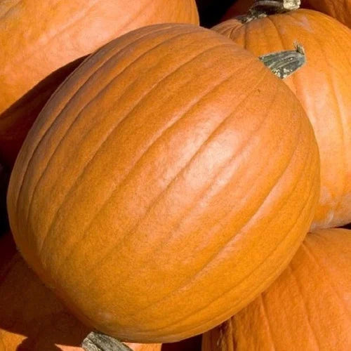 Pumpkin Almond Tom Fox Seeds for Planting