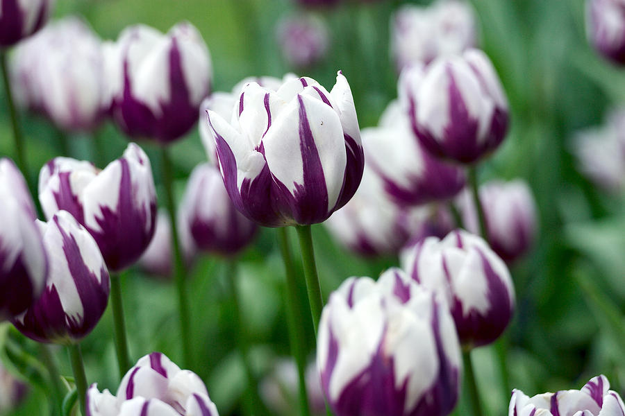 Hvide Lilla Tulipan Blomsterfrø til Plantning 100 stk