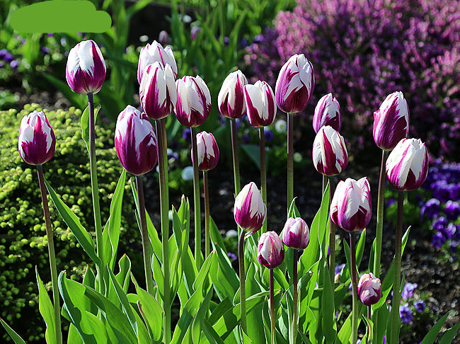 Hvidviolet tulipanblomsterfrø til plantning 100 stk