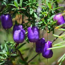 Purple Apple Berry Fruit Tree Seeds for Planting