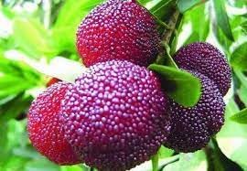 Purple Arbutus Bayberry Fruit Seeds for Planting