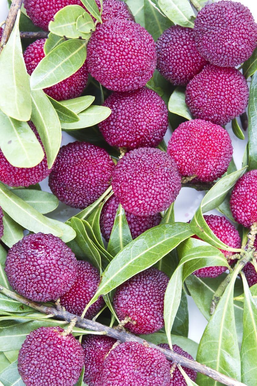 Purple Arbutus Bayberry Fruit Seeds for Planting