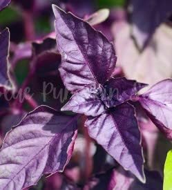 Purple Basil (Krishna Tulsi) Seeds for Planting