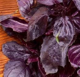 Purple Basil (Krishna Tulsi) Seeds for Planting