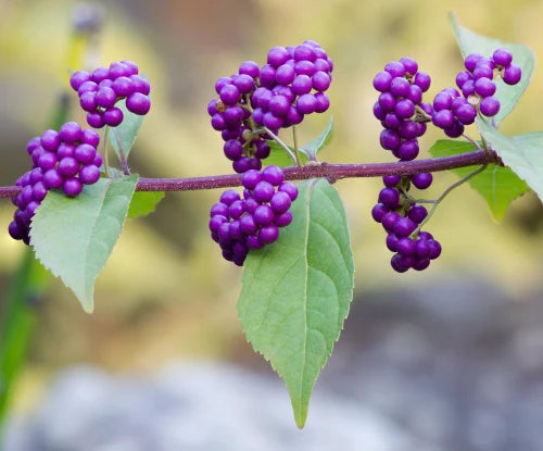 Violet Callicarpa Flower Seeds for Planting - 100 pcs