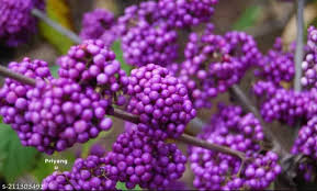 Purple Callicarpa (Beautyberry) Bush Fruit Seeds for Planting