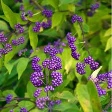 Purple Callicarpa (Beautyberry) Bush Fruit Seeds for Planting