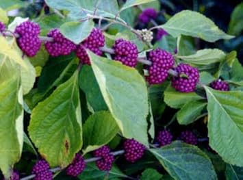 Purple Callicarpa Fruit Seeds for Planting | Heirloom Non-GMO Organic Seeds for Vibrant Landscaping Berries