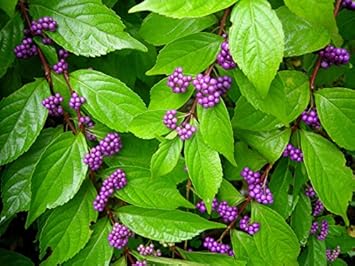 Purple Callicarpa Fruit Seeds for Planting | Heirloom Non-GMO Organic Seeds for Vibrant Landscaping Berries