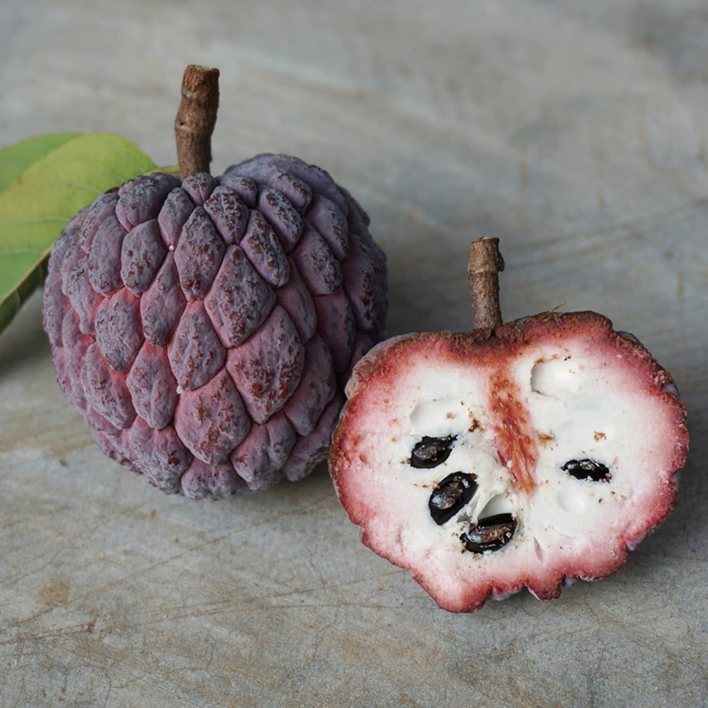 Purple Cherimoya (Sugar Apple) Fruit Seeds for Planting