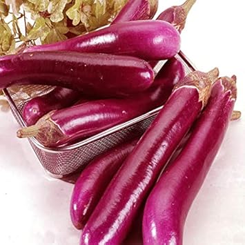 Purple Eggplant Sweet Seeds for Planting