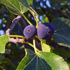 Purple Figs Fruit Seeds for Growing