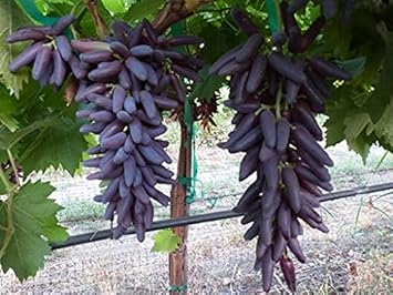 Purple Finger Grape Fruit Seeds for Planting