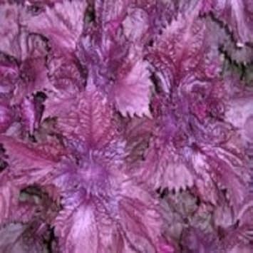 Purple Frutescens Perilla Seeds for Planting