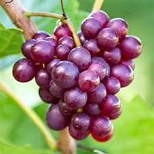 Purple Grapes Fruit Seeds for Planting