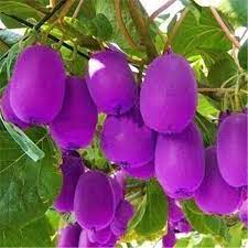 Purple Kiwi Fruit Seeds for Planting