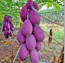 Purple Papaya Fruit Seeds