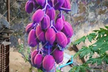 Purple Papaya Fruit Seeds