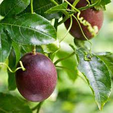 Purple Passiflora Incarnata Fruit Seeds