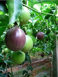 Purple Passiflora Incarnata Fruit Seeds