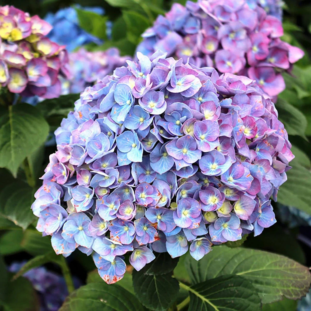 mini hydrangea flower seeds