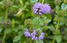 Purple Pennyroyal Herb Plant Seeds for Planting | Heirloom, Non-GMO, High Germination Organic Garden Seeds