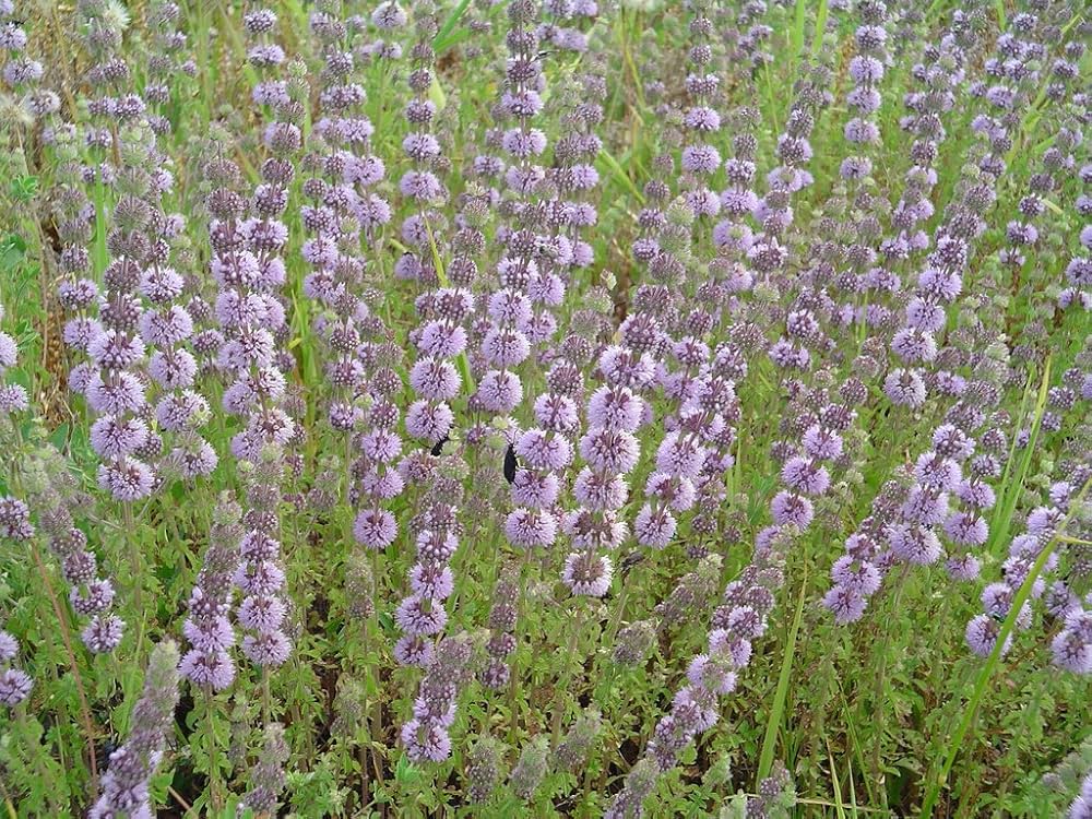 Purple Pennyroyal Herb Plant Seeds for Planting | Heirloom, Non-GMO, High Germination Organic Garden Seeds