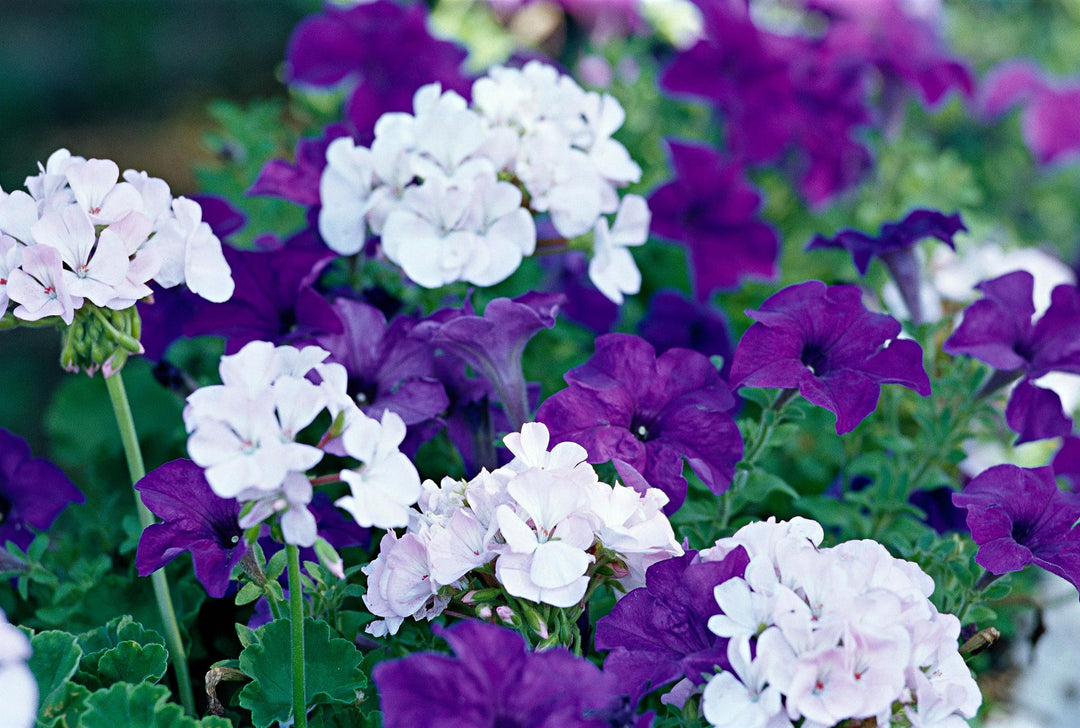 Geranium Flower Seeds for Planting White Purple 100 pcs