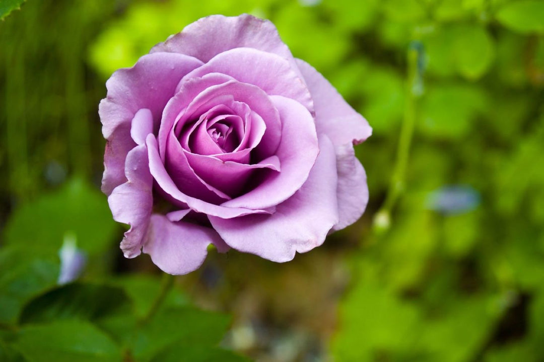 Lavender Rose Flower Seeds for Planting - 100 pcs