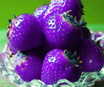 Purple Strawberry Fruit Seeds for Planting – Heirloom Non-GMO High Germination Organic Garden Seeds