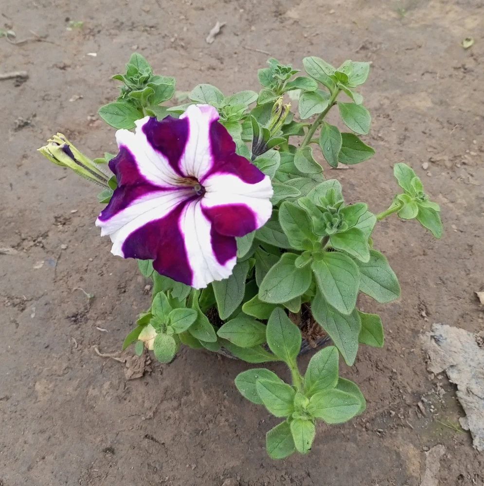 purple white flower seeds