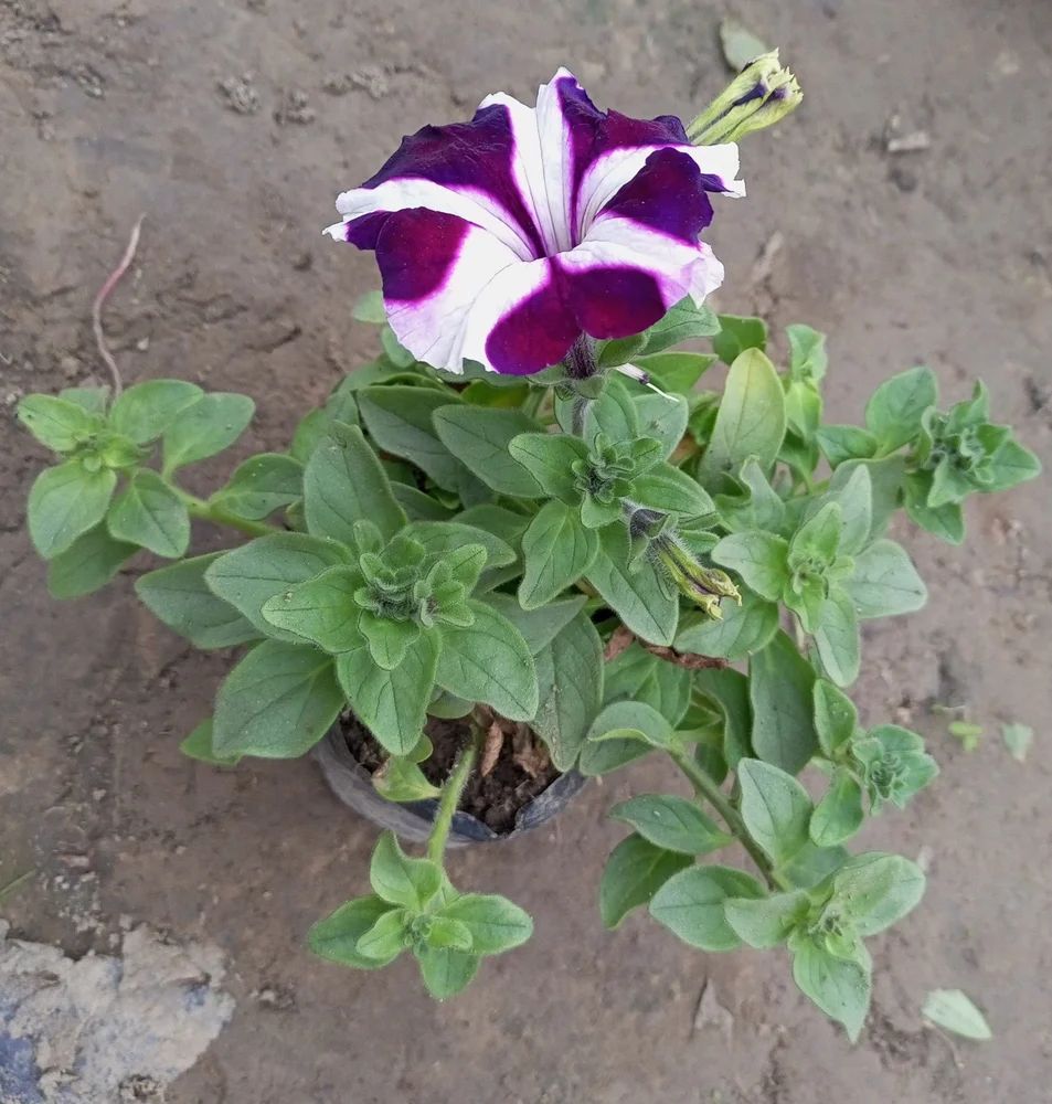 Purple & White Petunia Flower Seeds for Garden Planting - Heirloom, NON-GMO, Easy to Grow