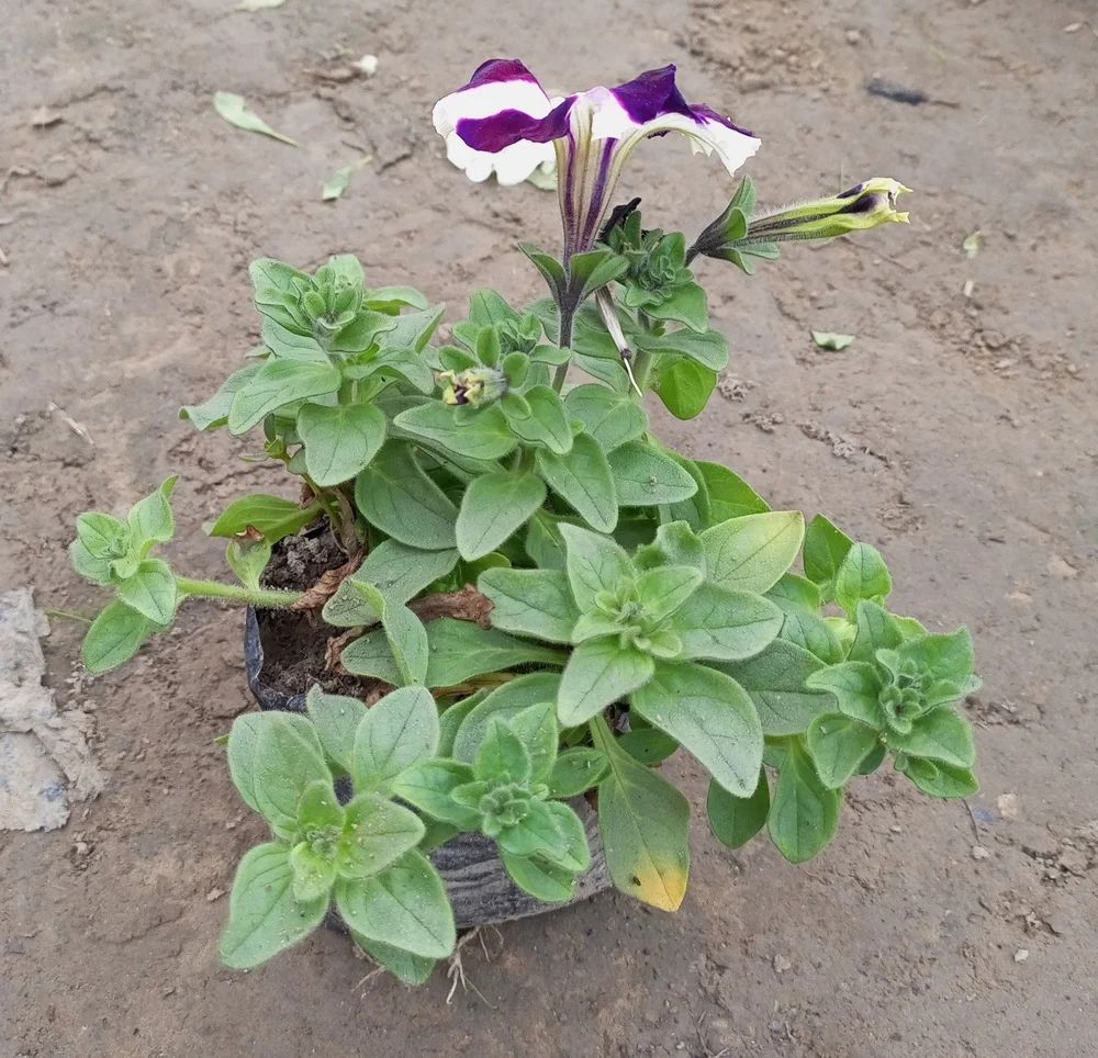 Purple & White Petunia Flower Seeds for Garden Planting - Heirloom, NON-GMO, Easy to Grow
