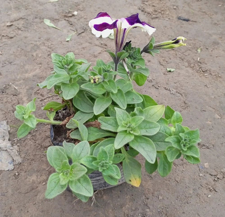 Purple & White Petunia Flower Seeds for Garden Planting - Heirloom, NON-GMO, Easy to Grow
