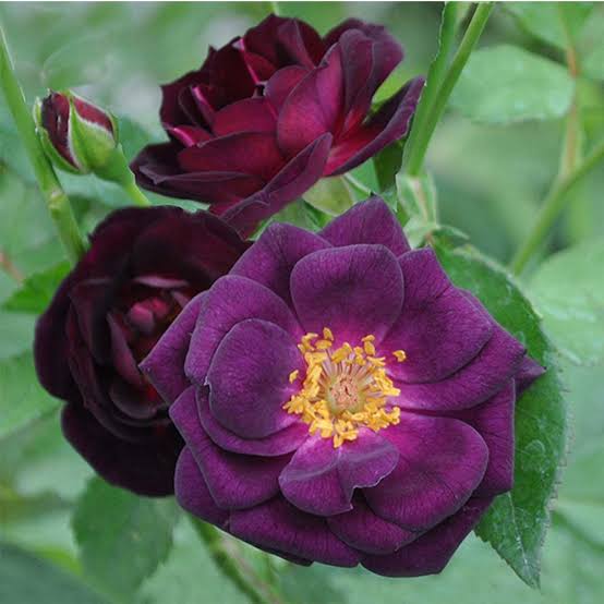 Rose Flower Seeds for Planting - Purple & Black 100 pcs