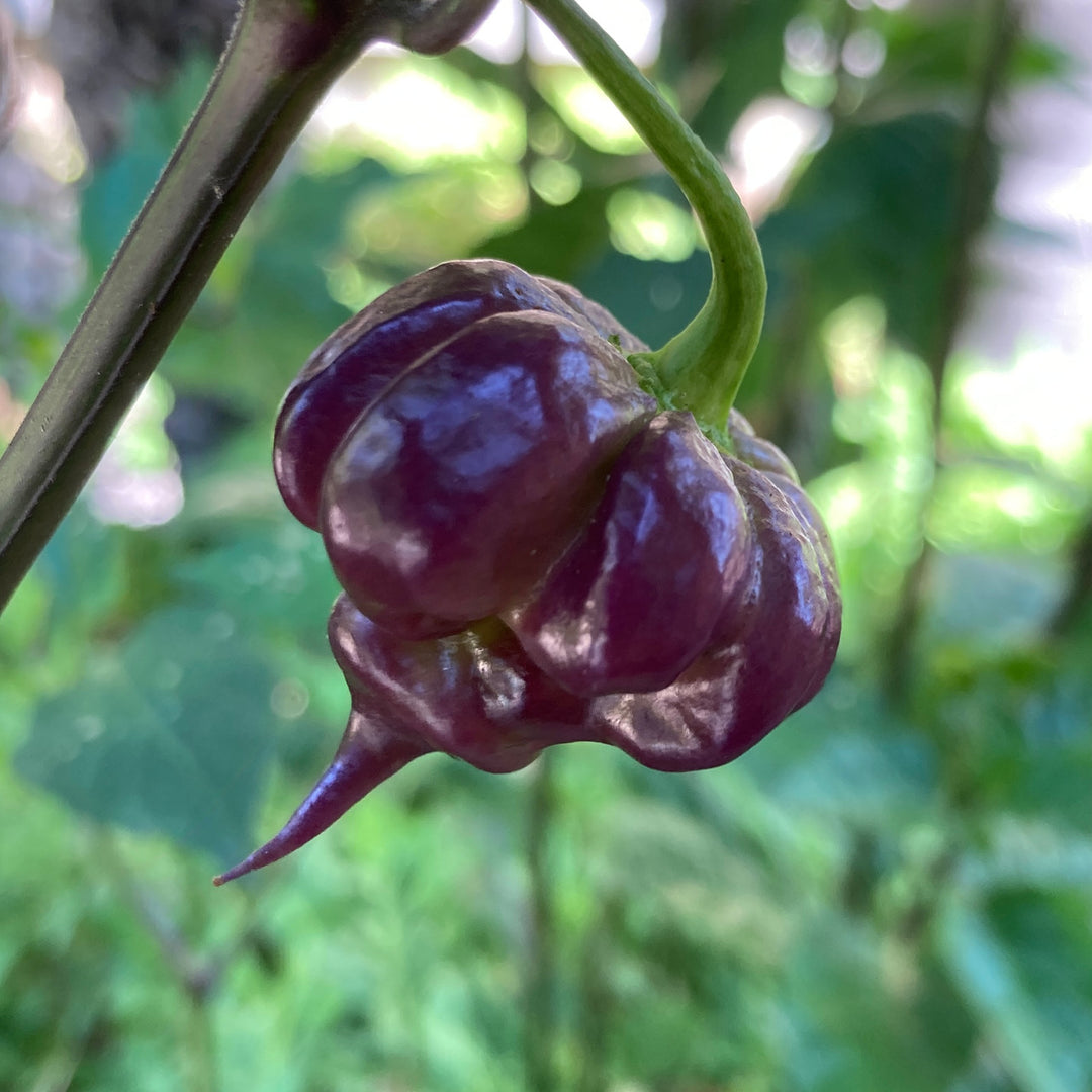 Purple Death Pepper Seeds for Planting-Heirloom & Non-GMO Seeds for planting