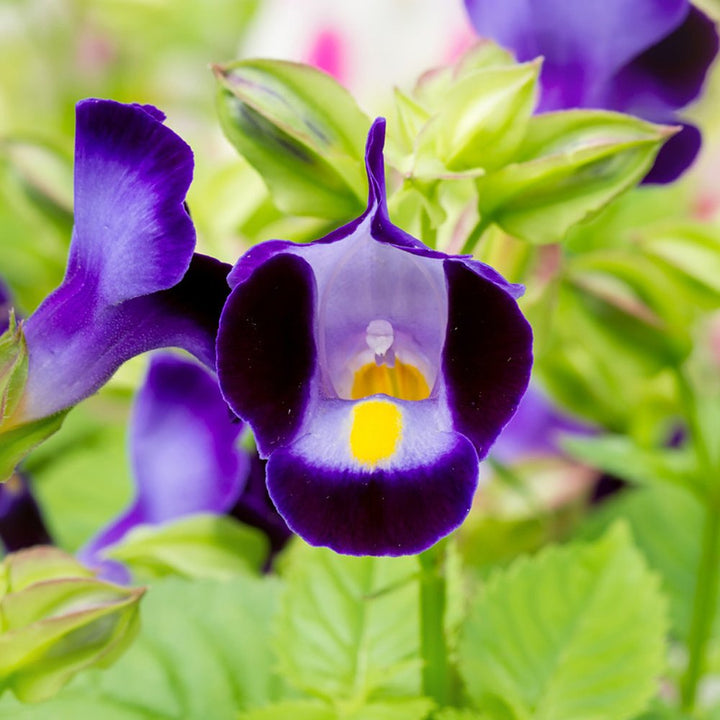 Heirloom Torenia Flower Seeds, Non-GMO Shade-Loving Blooms for Vibrant Garden Planting