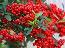 Pyracantha Fruit Seeds for Planting | Heirloom Non-GMO Organic Seeds for Hardy Berry Shrubs