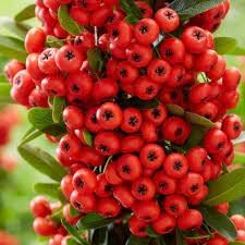 Pyracantha Fruit Seeds for Planting | Heirloom Non-GMO Organic Seeds for Hardy Berry Shrubs