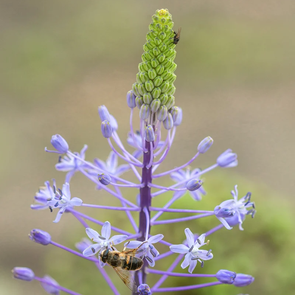 merwilla flower flower seeds