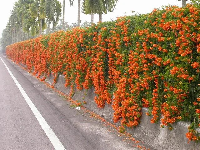 Heirloom Non-GMO Red Pyrostegia Venusta Flower Seeds for Planting – Climbing Vine Seeds