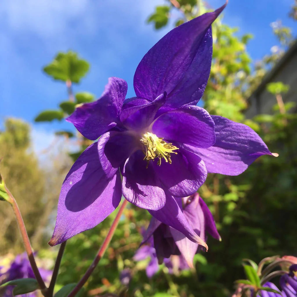 Aquilegia blomsterfrø til udplantning - Lilla 100 stk