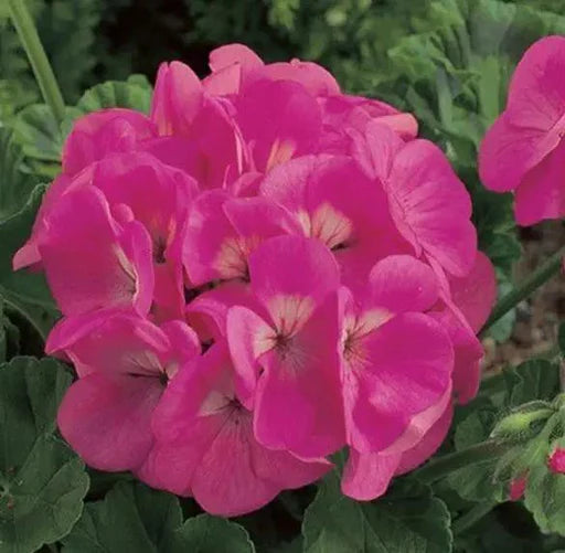 Geranium Pink Blomsterfrø til Plantning 100 stk