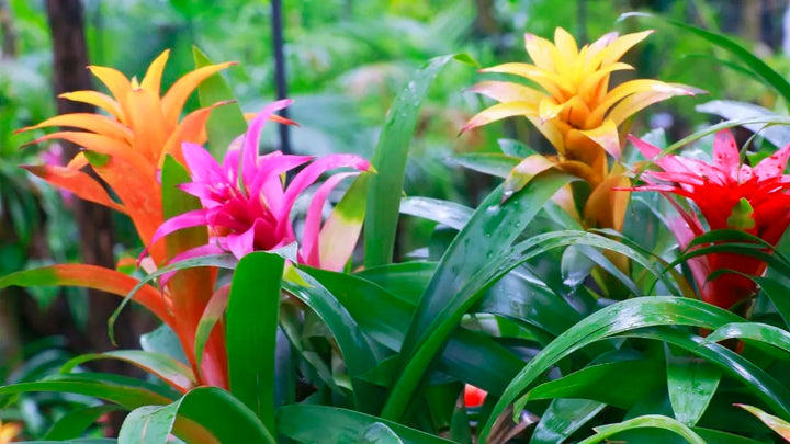 Non-GMO Mixed Bromeliad Flower Seeds for Garden Planting – Exotic Tropical Blooms