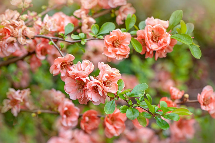 Pink Chaenomeles blomsterfrø til plantning – 100 stk