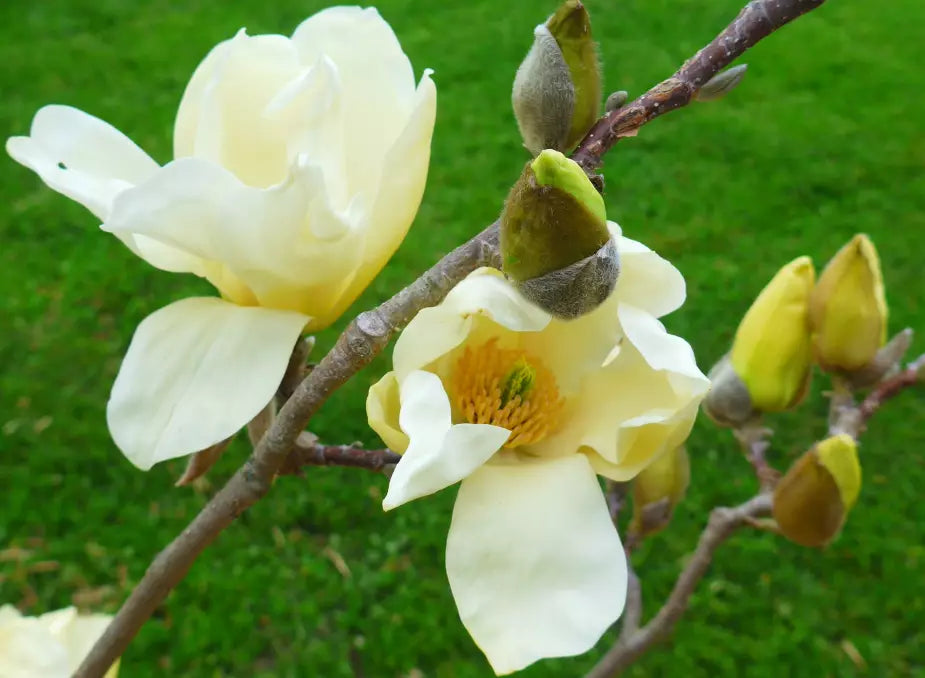 Organic Heirloom Non-GMO Light Yellow Yulan Seeds for Planting – Magnolia Blooms