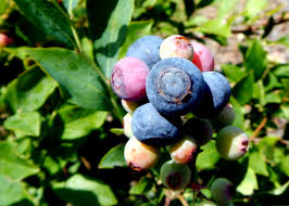 Rabbiteye Blueberries Fruit Seeds for Planting