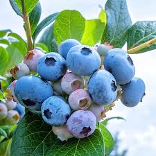 Rabbiteye Blueberries Fruit Seeds for Planting