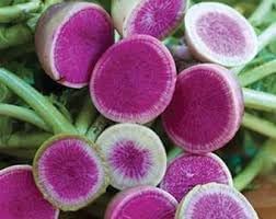 Radish Starburst Seed Pack for Planting | Heirloom Non-GMO Organic Garden Seeds for Vibrant Tasty Radishes