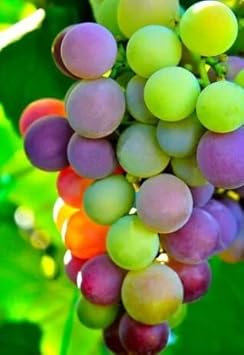 Rainbow Grape Fruit Seeds